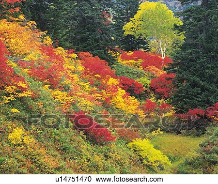 Stock Image - White birch and autumnal leaves in a forest, Kamikawa-Machi, Hokkaido, Japan. Fotosearch