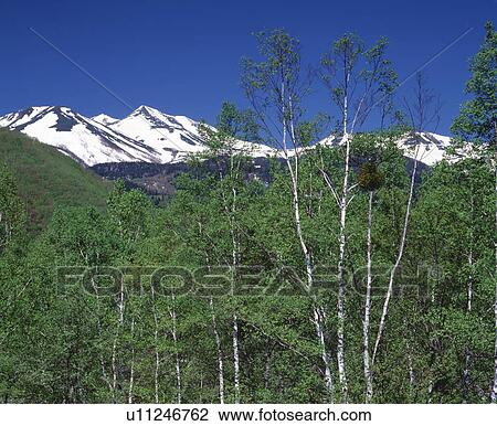 Stock Image - White birch forest and snowcapped Mt. Norikura, Nagano Prefecture, Japan. Fotosearch