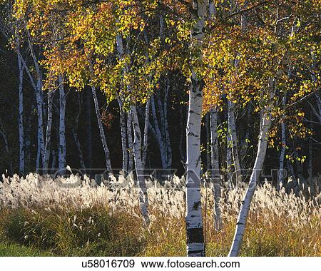 White birch trees and Japanese pampas grass, Sakuho-Machi, Nagano Prefecture, Japan View Large Photo Image Stock Photo - White birch trees and Japanese pampas grass, Sakuho-Machi, Nagano Prefecture, Japan. Fotosearch