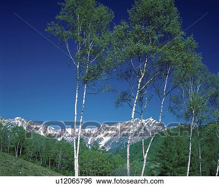 Stock Photograph - White birch trees and the North Alps. Fotosearch