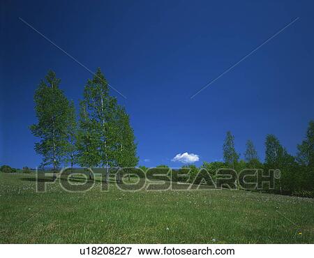 White birch trees in a field, Hokkaido, Japan View Large Photo Image Stock Photo - White birch trees in a field, Hokkaido, Japan. Fotosearch