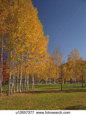White birch trees in a park with autumn foliage, Hokkaido, Japan View Large Photo Image Stock Photo - White birch trees in a park with autumn foliage, Hokkaido, Japan. Fotosearch