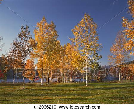 Stock Image - White birch trees with autumn foliage in a park. Fotosearch