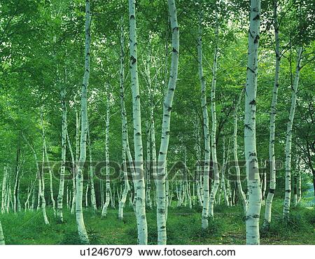 White birch woods View Large Photo Image Stock Photo - White birch woods. Fotosearch