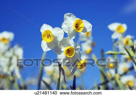 Stock Image - White Daffodils. Fotosearch