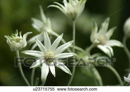 Stock Photography - White daisies. Fotosearch