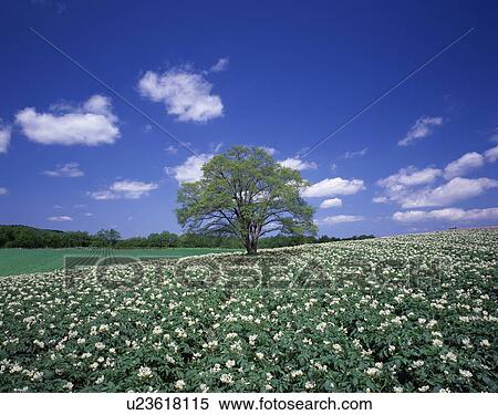 Stock Photography - White flowers in a field with a single tree. Fotosearch