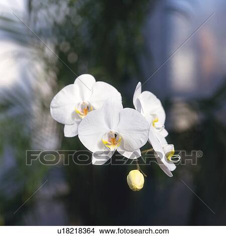 Picture - White Moth Orchid. Fotosearch