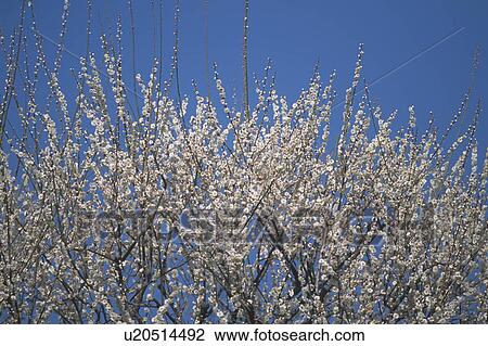 Stock Image - White plum blossom. Fotosearch