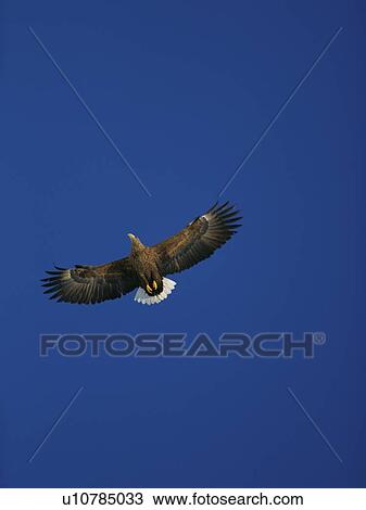 White-tailed sea eagle flying in a clear blue sky View Large Photo Image Stock Image - White-tailed sea eagle flying in a clear blue sky. Fotosearch