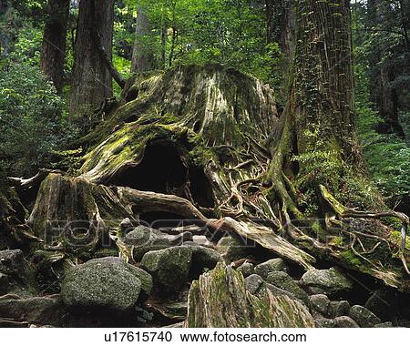 Wilson stump, Yaku Islands, Kagoshima Prefecture, Japan View Large Photo Image Stock Image - Wilson stump, Yaku Islands, Kagoshima Prefecture, Japan. Fotosearch