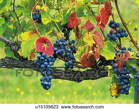 Stock Image - Wine grape. Fotosearch