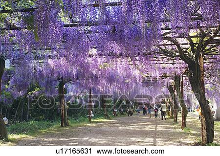 Stock Image - Wisteria flowers . Fotosearch