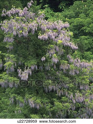 Stock Photo - Wisteria flowers. Fotosearch