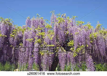 Stock Photograph - Wisteria flowers. Fotosearch