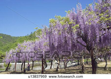 Stock Photo - Wisteria flowers, Wake-Machi, Okayama Prefecture, Japan. Fotosearch