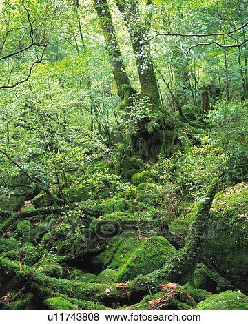 Woods in Shiratani-unsuikyo, Yaku Islands, Kagoshima Prefecture, Japan View Large Photo Image Stock Photo - Woods in Shiratani-unsuikyo, Yaku Islands, Kagoshima Prefecture, Japan. Fotosearch