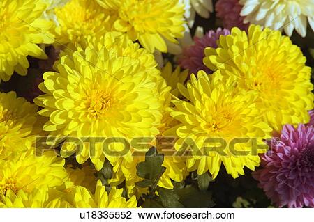 Stock Image - Yellow Chrysanthemum flowers. Fotosearch