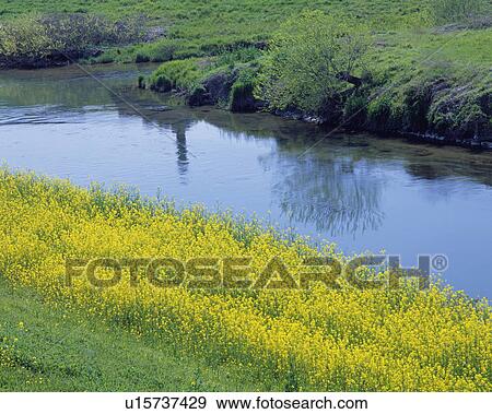 Yellow flowers by a stream in Ogaki, Gifu Prefecture, Japan View Large Photo Image Stock Photo - Yellow flowers by a stream in Ogaki, Gifu Prefecture, Japan. Fotosearch