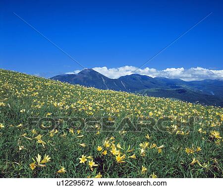 Stock Image - Yellow lily field and mountain range, Kirigamine, Nagano Prefecture, Japan. Fotosearch