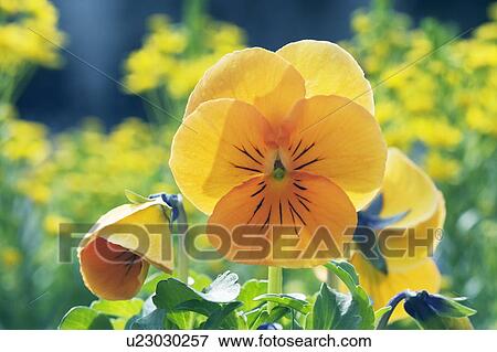Stock Photo - Yellow Pansy. Fotosearch