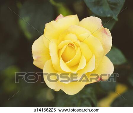 Yellow Rose in bloom View Large Photo Image Stock Photography - Yellow Rose in bloom. Fotosearch