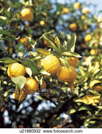 Yuzu oranges growing on a tree View Large Photo Image Stock Image - Yuzu oranges growing on a tree. Fotosearch