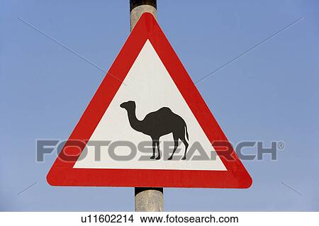 Beware Of Camel Sign In Dubai View Large Photo Image Picture - Beware Of Camel Sign In Dubai. Fotosearch