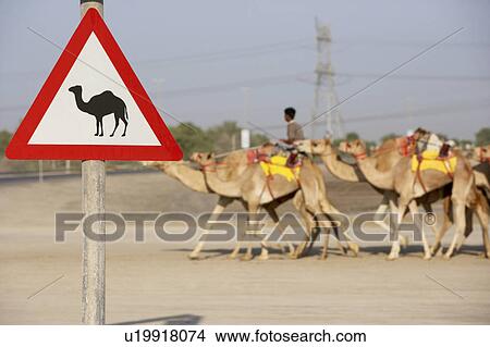 Picture - Beware Of Camel Sign In Dubai. Fotosearch