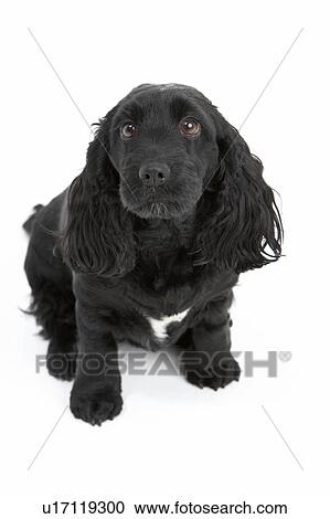 Black Spaniel Puppy In Studio View Large Photo Image Stock Image - Black Spaniel Puppy In Studio. Fotosearch