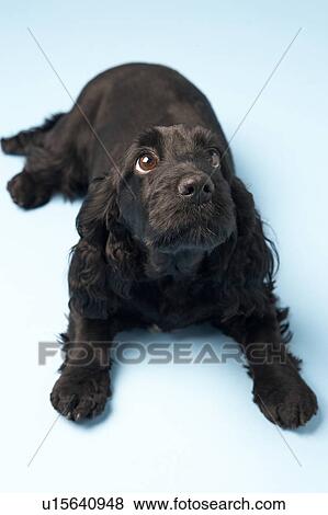 Stock Photo - Black Spaniel Puppy In Studio. Fotosearch