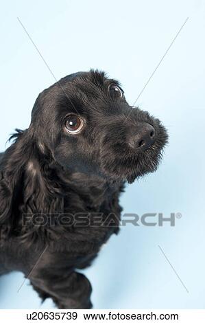 Black Spaniel Puppy In Studio View Large Photo Image Stock Photo - Black Spaniel Puppy In Studio. Fotosearch
