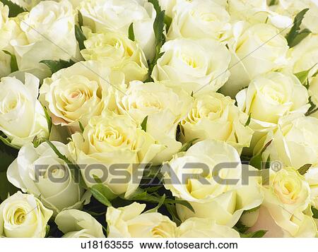 Bunch Of Cream Roses View Large Photo Image Stock Photography - Bunch Of Cream Roses. Fotosearch