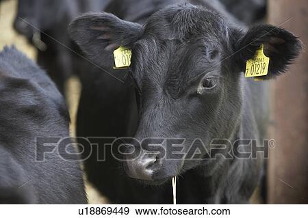 Calf In Barn View Large Photo Image Stock Photo - Calf In Barn. Fotosearch