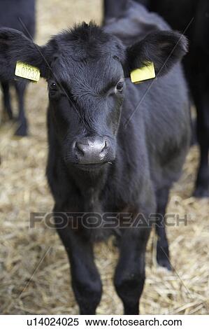Calf In Barn View Large Photo Image Stock Photography - Calf In Barn. Fotosearch