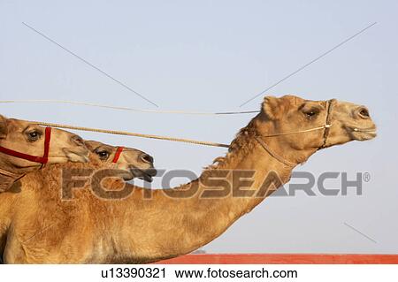 Camel Racing In Dubai View Large Photo Image Stock Image - Camel Racing In Dubai. Fotosearch