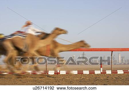 Camel Racing In Dubai View Large Photo Image Stock Image - Camel Racing In Dubai. Fotosearch