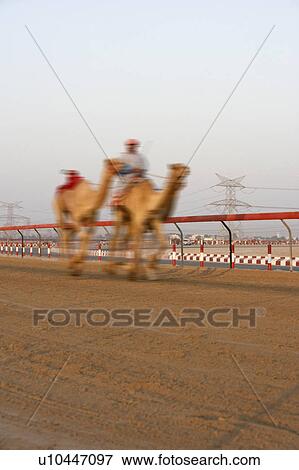 Stock Photo - Camel Racing In Dubai. Fotosearch