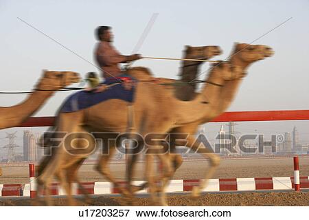 Camel Racing In Dubai View Large Photo Image Stock Photo - Camel Racing In Dubai. Fotosearch