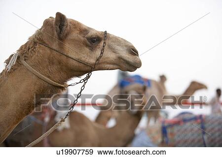 Camel Racing In Dubai View Large Photo Image Stock Photo - Camel Racing In Dubai. Fotosearch
