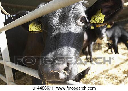 Stock Image - Cattle In Barn. Fotosearch