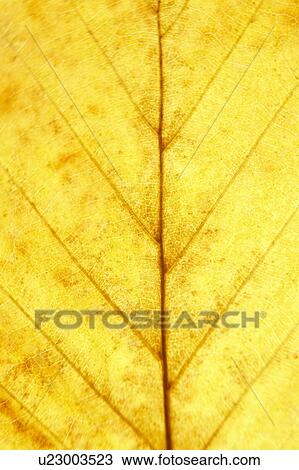 Close Up Showing Detail Of Autumn Leaf View Large Photo Image Stock Image - Close Up Showing Detail Of Autumn Leaf. Fotosearch