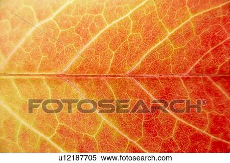 Close Up Showing Detail Of Autumn Leaf View Large Photo Image Stock Photography - Close Up Showing Detail Of Autumn Leaf. Fotosearch