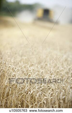 Combine Harvester Working In Field View Large Photo Image Stock Image - Combine Harvester Working In Field. Fotosearch