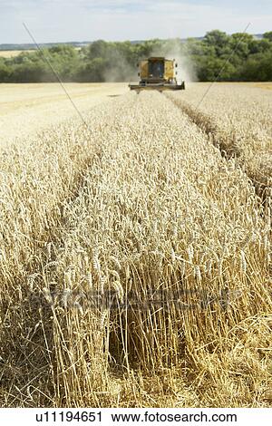 Stock Image - Combine Harvester Working In Field. Fotosearch