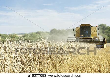 Stock Image - Combine Harvester Working In Field. Fotosearch