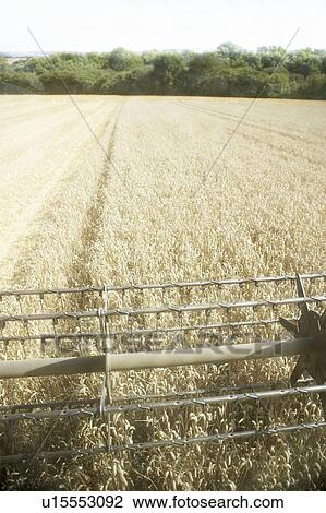 Combine Harvester Working In Field View Large Photo Image Stock Image - Combine Harvester Working In Field. Fotosearch
