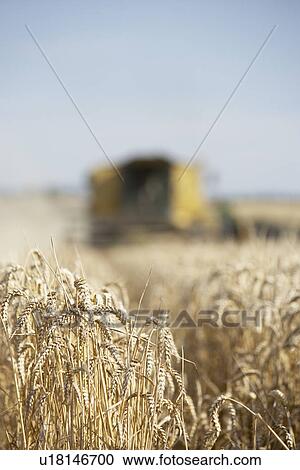 Combine Harvester Working In Field View Large Photo Image Stock Image - Combine Harvester Working In Field. Fotosearch