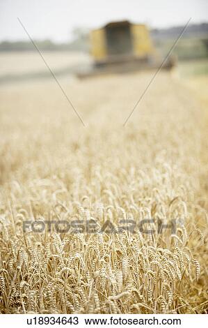 Stock Image - Combine Harvester Working In Field. Fotosearch