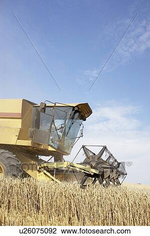 Stock Image - Combine Harvester Working In Field. Fotosearch